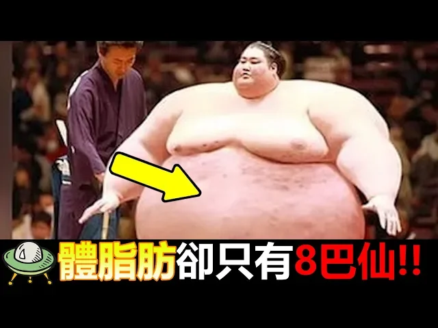 500斤的相撲,體脂肪卻只有